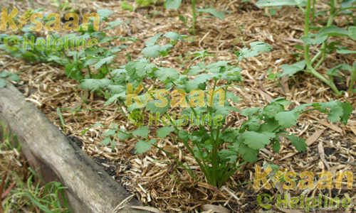 आर सी आर 41(धनिया)